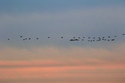 Cormorants