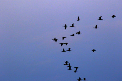 Cormorants