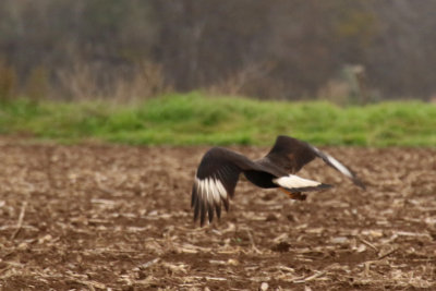 Crested Caracara