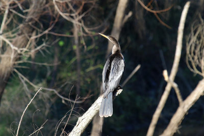 Anhinga Snakebird