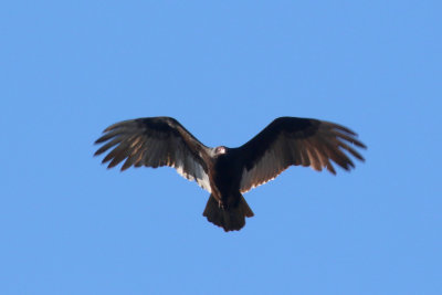 Turkey Vulture