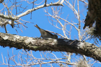 Finches