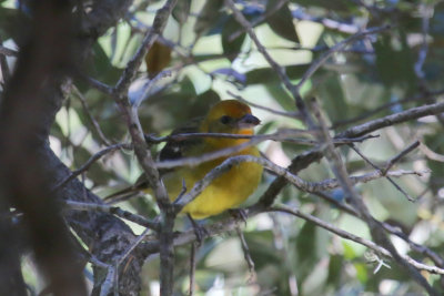 Flame-colored Tanager