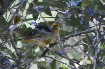 Flame-colored Tanager