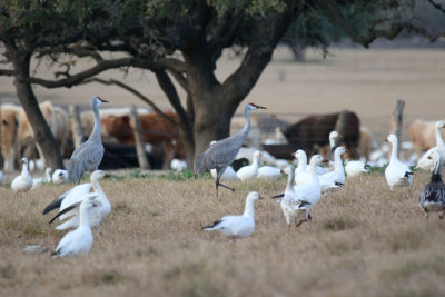 Sandhill Crane, Snow Geese