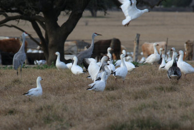 Sandhill Crane, Snow Geese