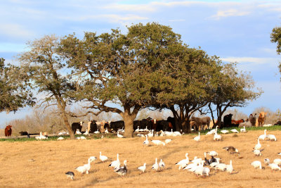 Snow Geese, Cattle