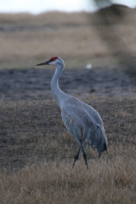 Sandhill Crane