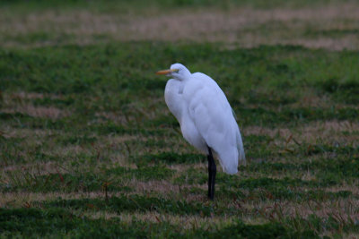 Great Egret