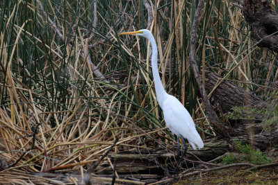 Great Egret