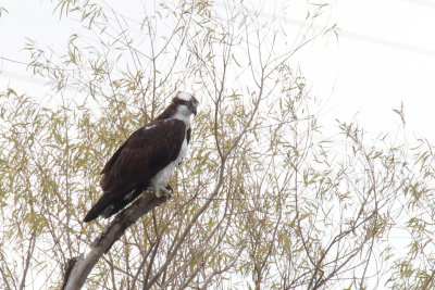 Osprey