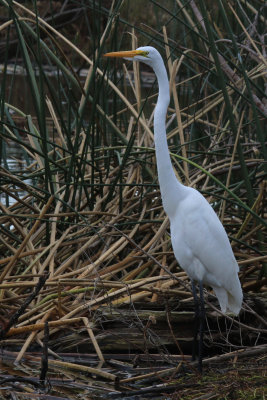 Great Egret