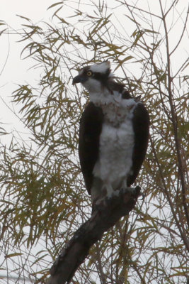 Osprey