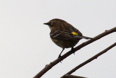 Warblers