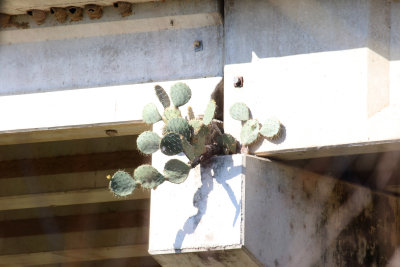 Tough Cactus