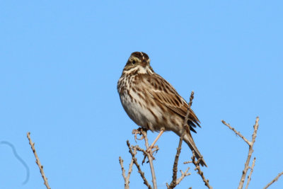 Savannah Sparrow