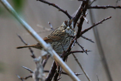 Lincoln Sparrow