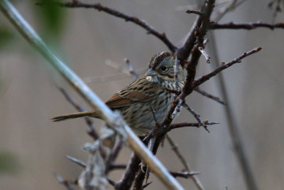 Lincoln Sparrow