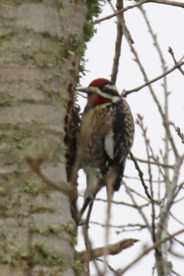 Ladder Backed Woodpecker