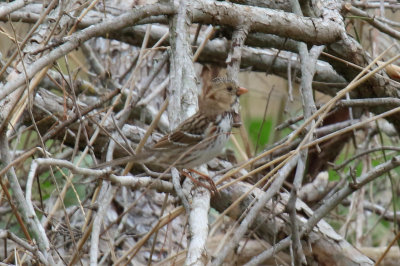 Harris' Sparrow