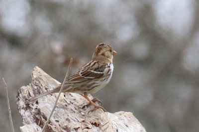 Harris' Sparrow