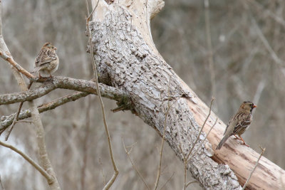 Harris' Sparrow