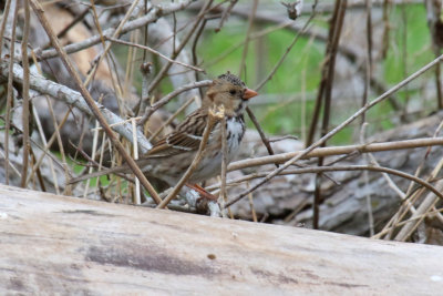 Harris' Sparrow