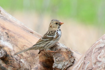 Harris' Sparrow