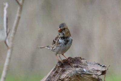 Harris' Sparrow