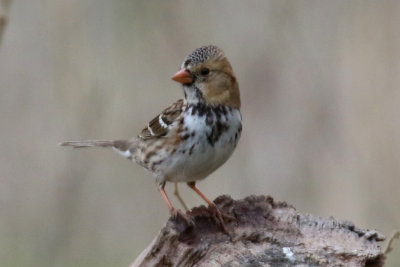 Harris' Sparrow