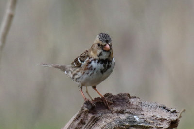 Harris' Sparrow