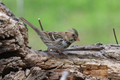 Harris' Sparrow
