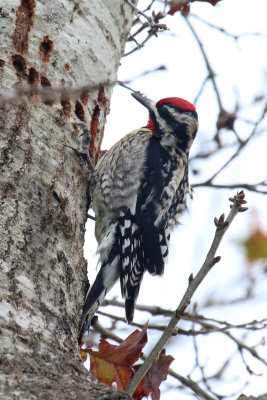 Ladder Backed Woodpecker