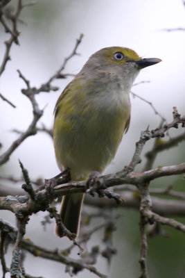 White Eyed Vireo