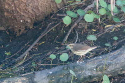 Northern Waterthrush