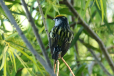 Chestnut Sided Warbler