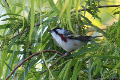 Chestnut Sided Warbler