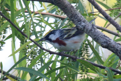 Chestnut Sided Warbler