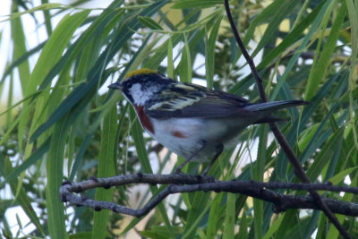 Chestnut Sided Warbler