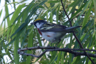 Chestnut Sided Warbler