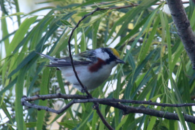 Chestnut Sided Warbler