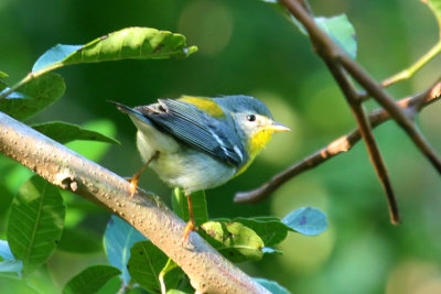 Northern Parula