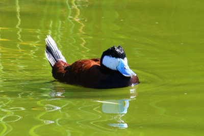 Ruddy Duck