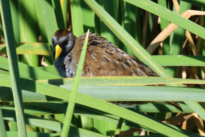 Sora Rail