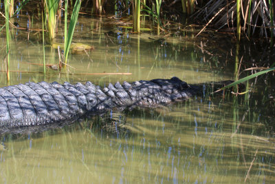 Gator after lunch