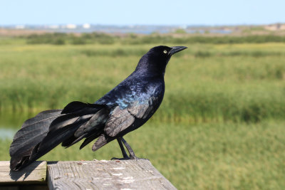 Great-tailed Grackle