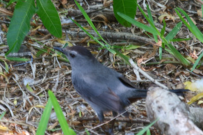 Gray Catbird