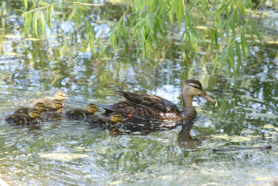 Mottled Duck with babies