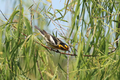 Blackburnian Warbler