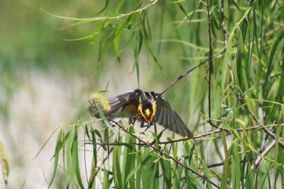 Blackburnian Warbler